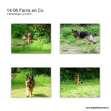 Mooie foto's van Farris en z'n roedel in België